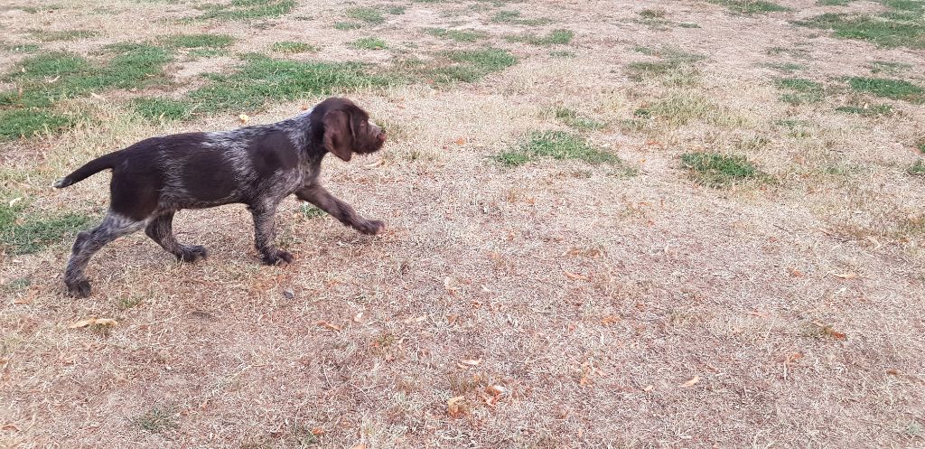 de la ronde des bécasses - Chiots disponibles - Chien d'arrêt allemand à poil dur